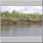 Plenty of mangroves