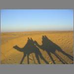 The shadows of our camel caravan...