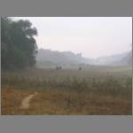 Elephants in the mist