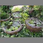Common variety of flowerbeds in Thailand: clay pots with water lilies and goldfish