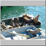 Seals in a boat