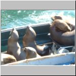 Closeup of seals in a boat