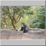Bonobo (?) monkey