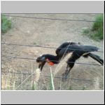 Hornbill bird (check out the beak!)