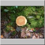 Mushroom on a trail at Linville Falls