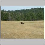 Lone sitting bison