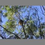 Find the koala in the tree