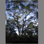 A nice view of the koala habitat