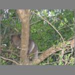A baby koala