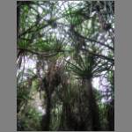 Dense canopy