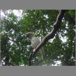 A cockatoo