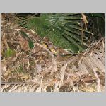 See the black snake?