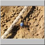 A soldier crab -- there were tons of these running around