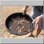The yabbies we caught...