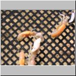 They look like small shrimp