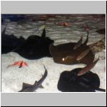 Many stingrays in a shallow pool