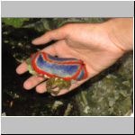 That's a sea cucumber