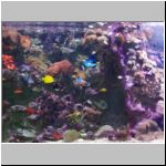 Coral reef and some fish