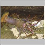 Some crustacean