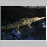 This crocodile didn't move much