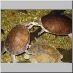 Turtles