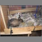 Chubby the rabbit