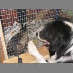 Monty loves to trouble rabbit