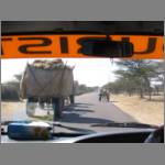 Camel carts are pretty common