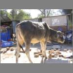 Cows are EVERYWHERE in India