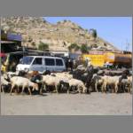 Goats herds can slow down traffic