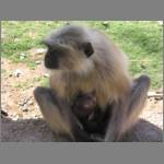 Monkeys are cute