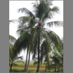 Lots of coconut trees
