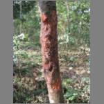 Cinnamon tree