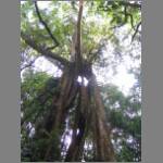 An ancient imposing fig tree