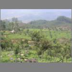 A view of a tea estate