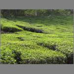 A better view of the rows of tea plants