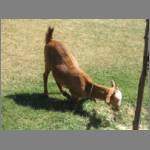 All Indian blogs have animals..