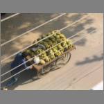 In India the bananas come to you