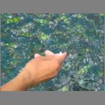 Puneet's hand dropping bread to the fish