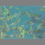 Very common, neon-colored fish, well-trained to beg for food