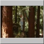 Redwoods around our tent