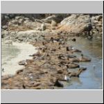 Seals on the beach
