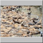 More seals closer