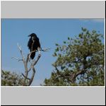 Condor, the bird of the Canyon