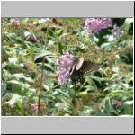 Butterfly bush