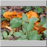 In Russian these mushrooms are called "leeseechki"