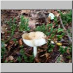 Another mushroom, probably poisonous