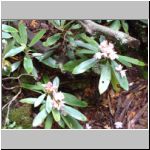 Rodhodendron in bloom
