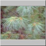 Dripping pine tree in the rain Dripping pine tree in the rain