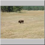 Standing Bison